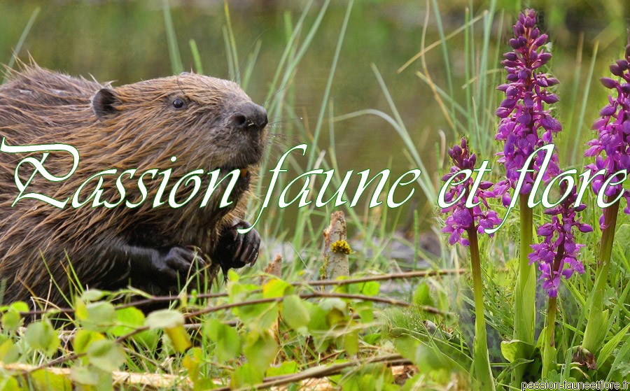 Passion faune et flore